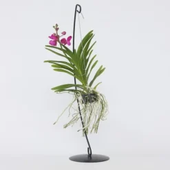 Sale Vanda orkidé - Vanda 'Pink' - Højde 45-55cm Krukkeplanter Indendørs