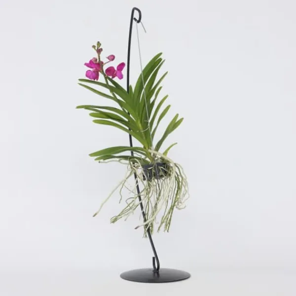 Sale Vanda orkidé - Vanda 'Pink' - Højde 45-55cm Krukkeplanter Indendørs