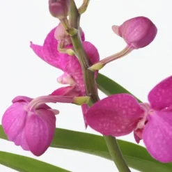 Sale Vanda orkidé - Vanda 'Pink' - Højde 45-55cm Krukkeplanter Indendørs