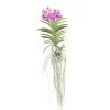 Krukkeplanter Indendørs^Vanda orkidé - Vanda 'Pink' - Højde 45-55cm