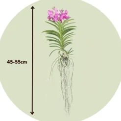 Krukkeplanter Indendørs^Vanda orkidé - Vanda 'Pink' - Højde 45-55cm