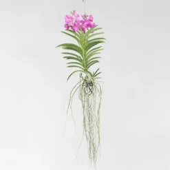Krukkeplanter Indendørs^Vanda orkidé - Vanda 'Pink' - Højde 45-55cm