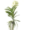 Krukkeplanter Indendørs^Vanda orkidé - Vanda 'Tayanee White' - Højde 45-55cm