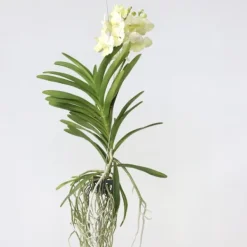 Krukkeplanter Indendørs^Vanda orkidé - Vanda 'Tayanee White' - Højde 45-55cm
