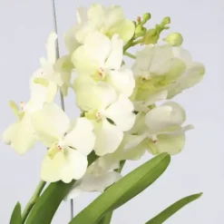 Krukkeplanter Indendørs^Vanda orkidé - Vanda 'Tayanee White' - Højde 45-55cm