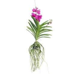 Krukkeplanter Indendørs^Vanda orkidé - Vanda 'Tayanee Cerise' - Højde 55-65cm