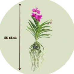 Krukkeplanter Indendørs^Vanda orkidé - Vanda 'Tayanee Cerise' - Højde 55-65cm
