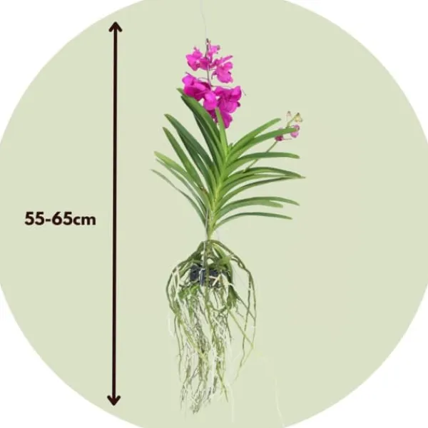 Krukkeplanter Indendørs^Vanda orkidé - Vanda 'Tayanee Cerise' - Højde 55-65cm