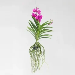 Krukkeplanter Indendørs^Vanda orkidé - Vanda 'Tayanee Cerise' - Højde 55-65cm