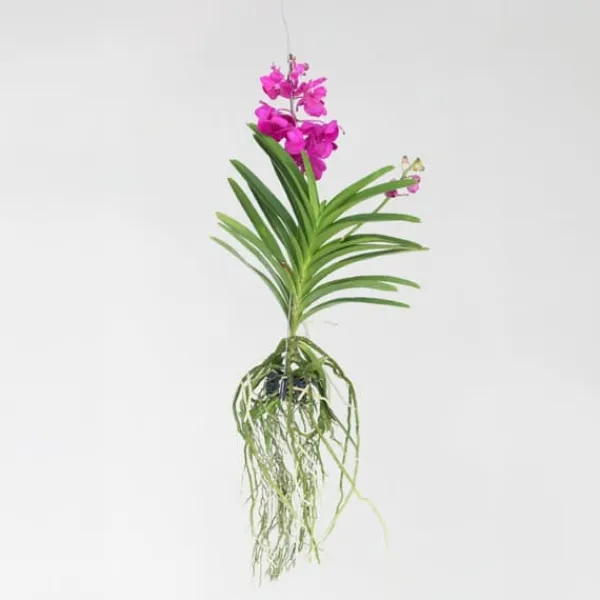 Krukkeplanter Indendørs^Vanda orkidé - Vanda 'Tayanee Cerise' - Højde 55-65cm