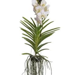 Krukkeplanter Indendørs^Vanda orkidé - Vanda 'White' - Højde 55-65cm