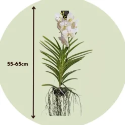 Krukkeplanter Indendørs^Vanda orkidé - Vanda 'White' - Højde 55-65cm