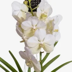 Krukkeplanter Indendørs^Vanda orkidé - Vanda 'White' - Højde 55-65cm