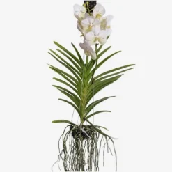 Krukkeplanter Indendørs^Vanda orkidé - Vanda 'White' - Højde 55-65cm