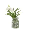 Krukkeplanter Indendørs^Vanda orkidé - Vanda 'White' - Højde 40-50cm - ⌀14cm