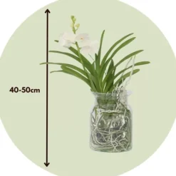 Krukkeplanter Indendørs^Vanda orkidé - Vanda 'White' - Højde 40-50cm - ⌀14cm