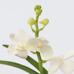 Krukkeplanter Indendørs^Vanda orkidé - Vanda 'White' - Højde 40-50cm - ⌀14cm