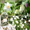 Frø^Våd Have Boks - 30 blomsterløg til fugtige og regnfulde steder