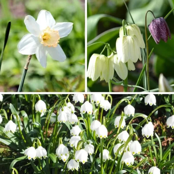 Frø^Våd Have Boks - 30 blomsterløg til fugtige og regnfulde steder