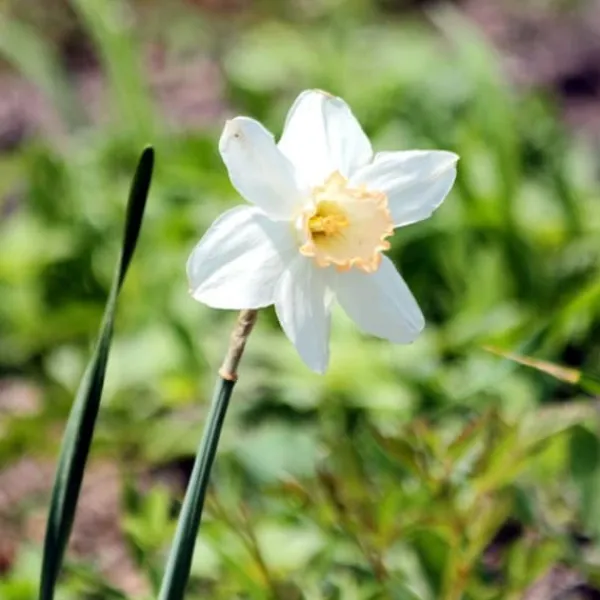 Frø^Våd Have Boks - 30 blomsterløg til fugtige og regnfulde steder