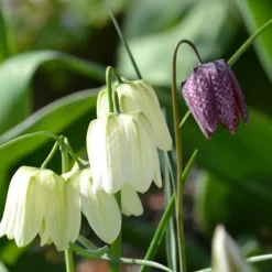 Frø^Våd Have Boks - 30 blomsterløg til fugtige og regnfulde steder