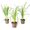 Krukkeplanter Indendørs^Vild hvidløg - Sæt med 3 - Tulbaghia violacea - Højde 15-25cm - ⌀9cm