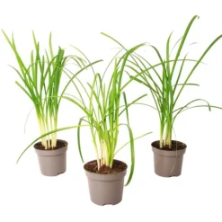 Krukkeplanter Indendørs^Vild hvidløg - Sæt med 3 - Tulbaghia violacea - Højde 15-25cm - ⌀9cm