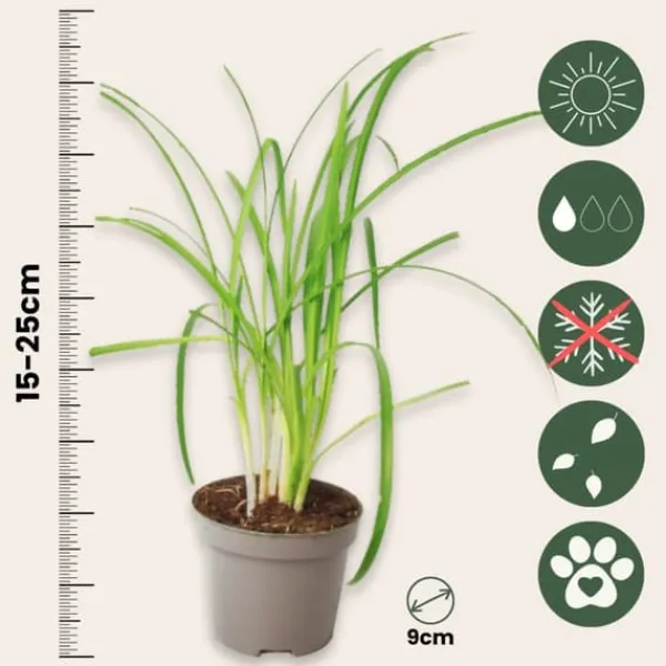 Krukkeplanter Indendørs^Vild hvidløg - Sæt med 3 - Tulbaghia violacea - Højde 15-25cm - ⌀9cm