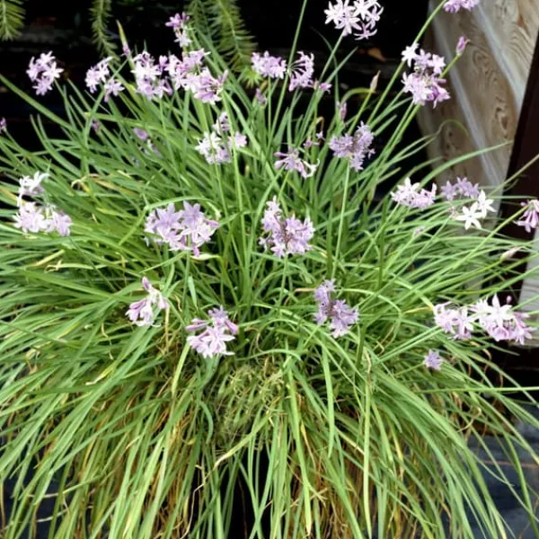 Krukkeplanter Indendørs^Vild hvidløg - Sæt med 3 - Tulbaghia violacea - Højde 15-25cm - ⌀9cm