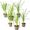 Krukkeplanter Indendørs^Vild hvidløg - Sæt med 6 - Tulbaghia violacea - Højde 15-25cm - ⌀9cm