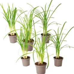 Krukkeplanter Indendørs^Vild hvidløg - Sæt med 6 - Tulbaghia violacea - Højde 15-25cm - ⌀9cm