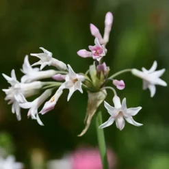 Krukkeplanter Indendørs^Vild hvidløg - Sæt med 6 - Tulbaghia violacea - Højde 15-25cm - ⌀9cm