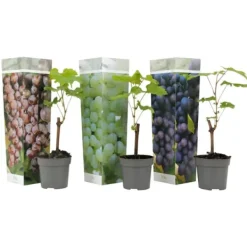 Haveplanter^Vin - Sæt med 3 - Vitis vinifera - Højde 25-40cm - ⌀9cm