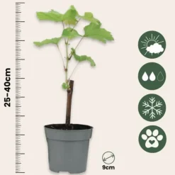 Haveplanter^Vin - Sæt med 3 - Vitis vinifera - Højde 25-40cm - ⌀9cm