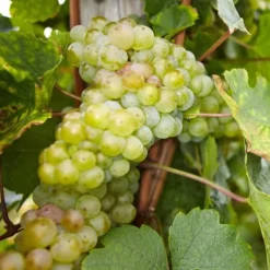 Haveplanter^Vin - Sæt med 3 - Vitis vinifera - Højde 25-40cm - ⌀9cm