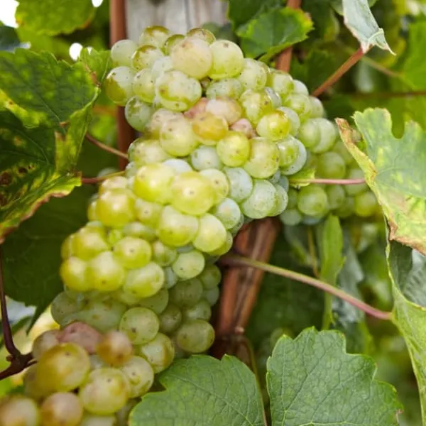 Haveplanter^Vin - Sæt med 3 - Vitis vinifera - Højde 25-40cm - ⌀9cm