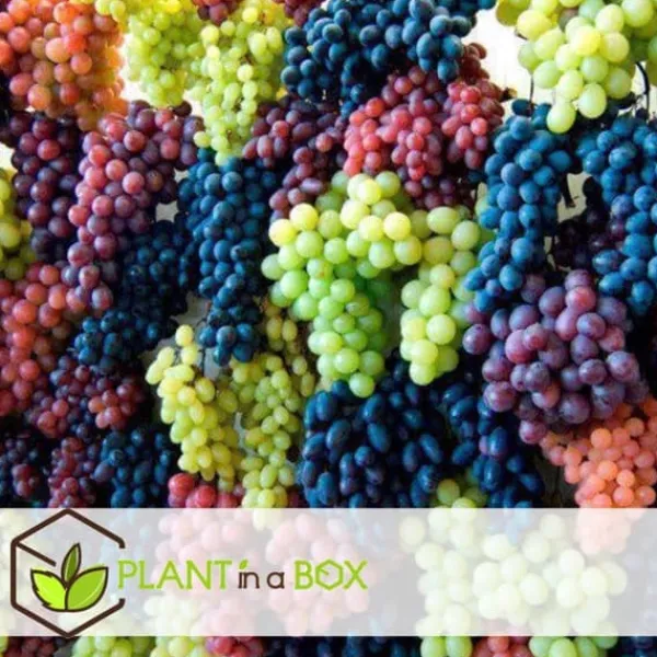 Haveplanter^Vin - Sæt med 3 - Vitis vinifera - Højde 25-40cm - ⌀9cm