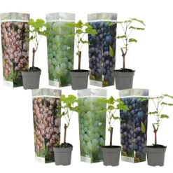 Vin - Sæt med 6 - Vitis vinifera - Højde 25-40cm - ⌀9cm Haveplanter
