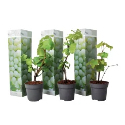 Discount Vin - Sæt med 3 - Vitis vinifera 'Chardonnay' - Højde 25-40cm - ⌀9cm Haveplanter