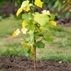 Discount Vin - Sæt med 3 - Vitis vinifera 'Chardonnay' - Højde 25-40cm - ⌀9cm Haveplanter