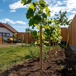 Discount Vin - Sæt med 3 - Vitis vinifera 'Chardonnay' - Højde 25-40cm - ⌀9cm Haveplanter