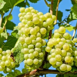 Discount Vin - Sæt med 3 - Vitis vinifera 'Chardonnay' - Højde 25-40cm - ⌀9cm Haveplanter