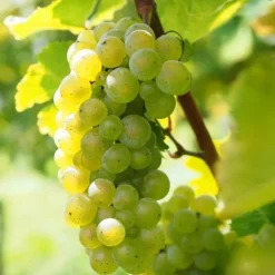 Discount Vin - Sæt med 3 - Vitis vinifera 'Chardonnay' - Højde 25-40cm - ⌀9cm Haveplanter