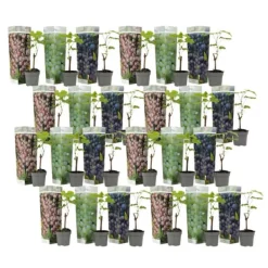 Haveplanter^Vin - Sæt med 24 - Vitis vinifera - Højde 25-40cm - ⌀9cm