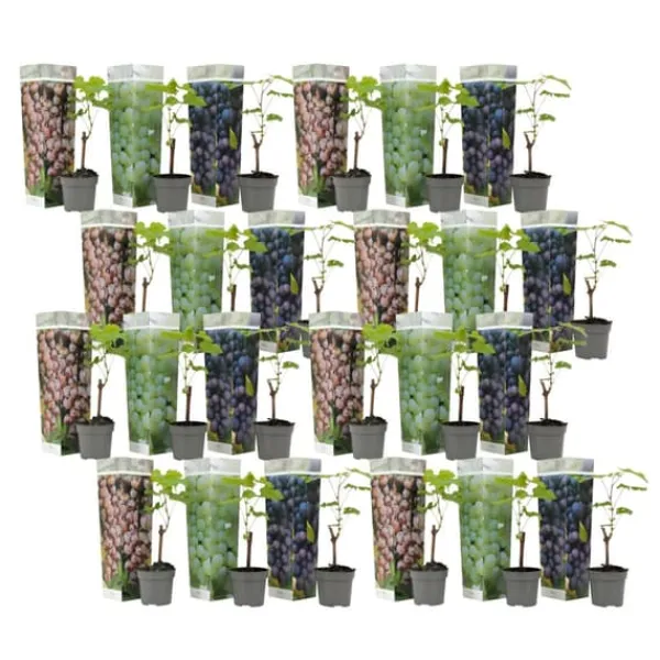 Haveplanter^Vin - Sæt med 24 - Vitis vinifera - Højde 25-40cm - ⌀9cm
