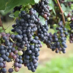 Haveplanter^Vin - Sæt med 24 - Vitis vinifera - Højde 25-40cm - ⌀9cm