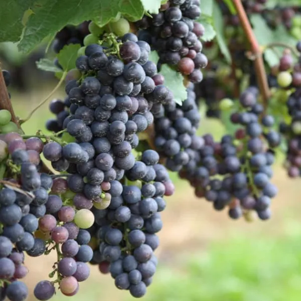 Haveplanter^Vin - Sæt med 24 - Vitis vinifera - Højde 25-40cm - ⌀9cm