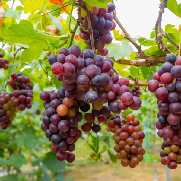 Haveplanter^Vin - Sæt med 24 - Vitis vinifera - Højde 25-40cm - ⌀9cm