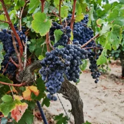 Haveplanter^Vin - Vitis vinifera ‘Nero’ - Højde 60-75cm - ⌀21cm