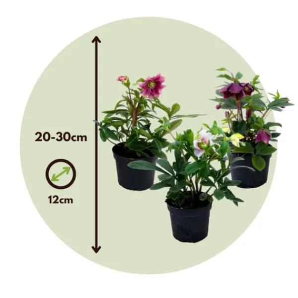 New Vinterklokke - Sæt med 3 - Helleborus orientalis - Højde 20-30cm - ⌀12cm Blomster